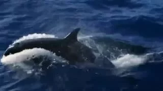 BON VOYAGE/ ВЫСТУПЛЕНИЕ С КАСАТКОЙ/PRESENTATION AVEC UNE ORQUE/PRESENTATION WITH A KILLER WHALE !