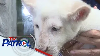 Pambihirang isang buwang gulang na white lion cub kinagigiliwan sa Malabon Zoo | TV Patrol