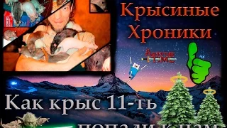 Крысята | Как крыс 11-ть попали к нам. (назад в прошлое) ^_^