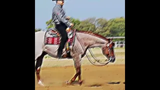 Red Roan Horse 🐎 ♥️ #horses #riding #westernriding #redroan