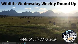 Wildlife Wednesday Weekly Round Up Week of July 22nd, 2020