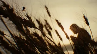 Opening Narration - The Assassination of Jesse James by the Coward Robert Ford (2007)