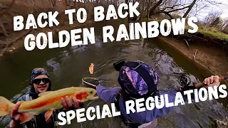 PA Golden Rainbows on the FLY (PA MARCH Trout)