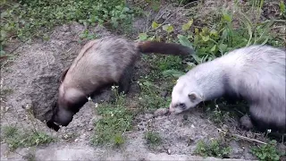 Ferret Snoopy and Monchichi are rabbit hole inspectors