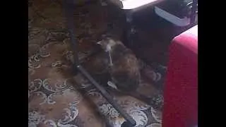 funny video of cat getting up to mischief