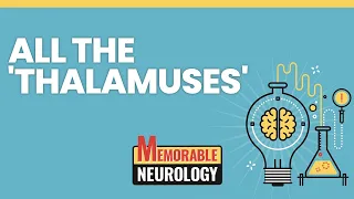 Thalamus, Hypothalamus, and Epithalamus Mnemonics (Memorable Neurology Lecture 3)