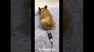 A dog without tail 🤣 #cute #trending #shorts #tiktok #reels #funny