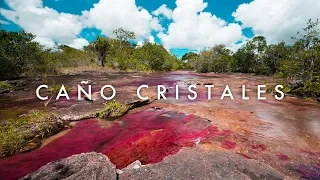 World's Most Beautiful River - Caño Cristales - Morten's South America Vlog Ep. 18