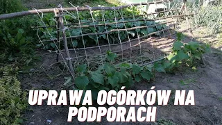 Jak uprawiać ogórki na podporach?