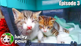 The Kittens' Mother is Missing. I Must Be Their Mother. Episode 3: Kitten Care | Lucky Paws