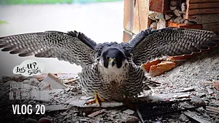 Falcon Attacks Us ! In an abandoned skyscraper Detroit.