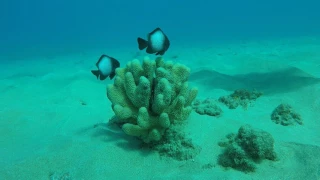 Damselfish, Cauliflower Coral and a Starfish