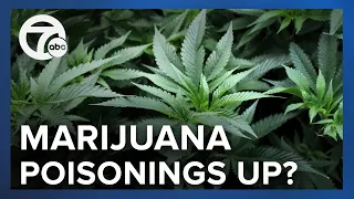 What's causing the massive spike in marijuana poisoning in young kids?