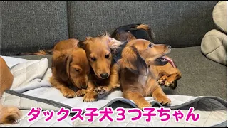 【ダックス子犬】初めての「持ってこい」に挑戦したらやっぱりこうなっちゃいました！３つ子のしつけ遊び。Three dachshund puppies playing. dog training