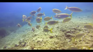 BelugaVela 2016.  "Waiting for cousteau" - Jean Michel Jarre