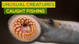 16 Most Unusual Creatures Caught While Fishing!