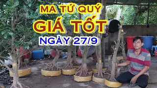 ANH CẢNH 📲 O947I435I2 GIÁ RẺ - PHÔI TỨ QUÝ, TỨ QUÝ TÀNG GIAO LƯU NGÀY 27/9 "@MAIVANGNAMBO"