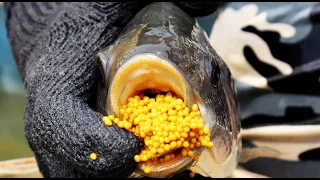 A Quick Guide to Tilapia Breeding and Farming || Clips On || Fish Farming Business In India.