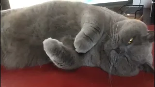 Simon, British Shorthair Cat, Relaxing on the table | Chat Britannique Kiffe sur la Table