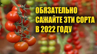 Сажайте эти мега Урожайные сорта Помидор для открытого грунта в феврале марте на Рассаду!