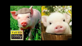 Cute Baby Pig Waking Up - Funny Pigs Video - Compilation 2020 #56 - CA