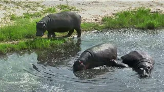 Hippos in Botswana and Namibia 2022