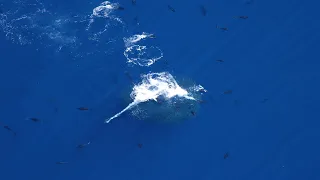 Bluefin Tuna 2023 Season Video Clips