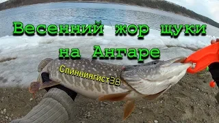 Весенний жор щуки на Ангаре. Рыбалка в Иркутской области