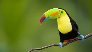 4K HD ULTRA Birds 10 bit color |  Amazing African birds