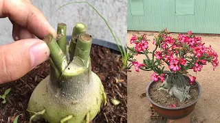 Guide to grafting Plumeria in a new way