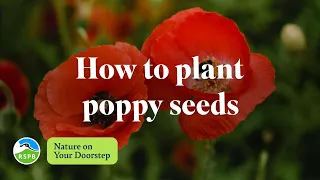 How to plant poppy seeds | RSPB Nature on Your Doorstep