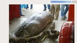 Python Snake Eats Drunk Man In India