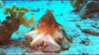 Chobotnice, Octopus in Egypt. Dive at reef Tobia Arba