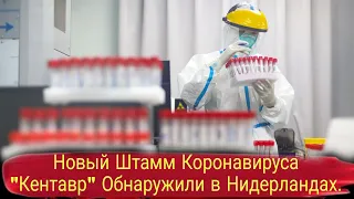 Новый штамм коронавируса "Кентавр" обнаружили в Нидерландах.