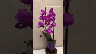 Пелор Орхидеи Маро или Phal. Purple White Heart peloric.