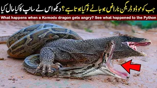 What Happens When A Komodo Dragon Gets Angry? See What Happened To The Python