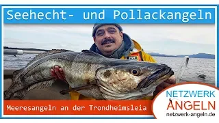 Auf Pollack und Seehecht an der Trondheimsleia - Angeln in Norwegen