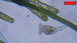 Unter dem mikroskop Rädertierchen, Rotifera, veraltet Rotatoria - Trompetentierchen, Stentor ciliate