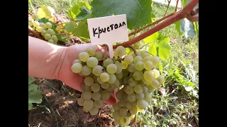 Кристалл - виноград,  описание сорта (Венгерский сорт)