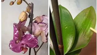 Орхидея-уценка с обмороженными листьями и корнями
