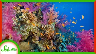 The Stressful Reasons Corals Are Becoming More Colorful