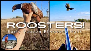AWESOME Pheasant Hunt! Early Season Roosters!