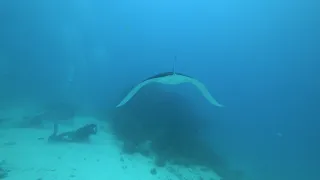 05 Aug 2018  Manta cleaning station @Maafushi, Maldives. Part 2