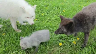 Rescue Fox Pup is nervous until she meets other rescue foxes!