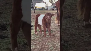 Udderly Heartwarming Tiny Moo Speaks!