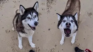 Husky Runs Away! I Told Him Off and this is How he Reacted!