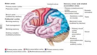 A&P I Chapter 12 part 1 cerebrum