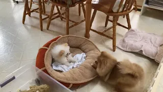 Tiny pomeranian puppy barking sound cute | Tiny pom Playing and barking in all his cuteness