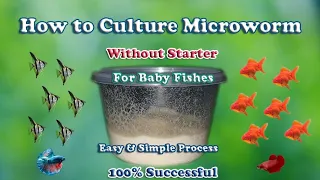 How to culture microworm without starter | Create Microworms | Full process | LIVE AQUARIUM