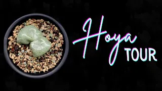 You Have Hoyas?! | My Hoya Collection